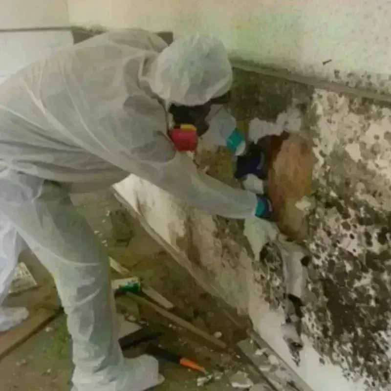 Mold Remediation and Removal in Elizabeth, CO